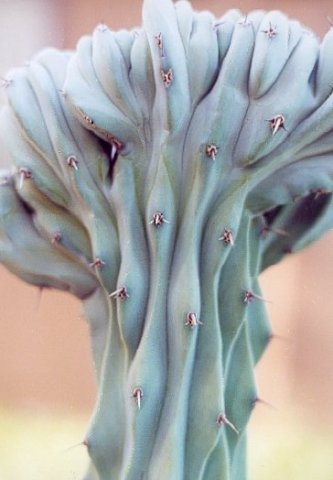 Myrtillocactus_geometrizans_1